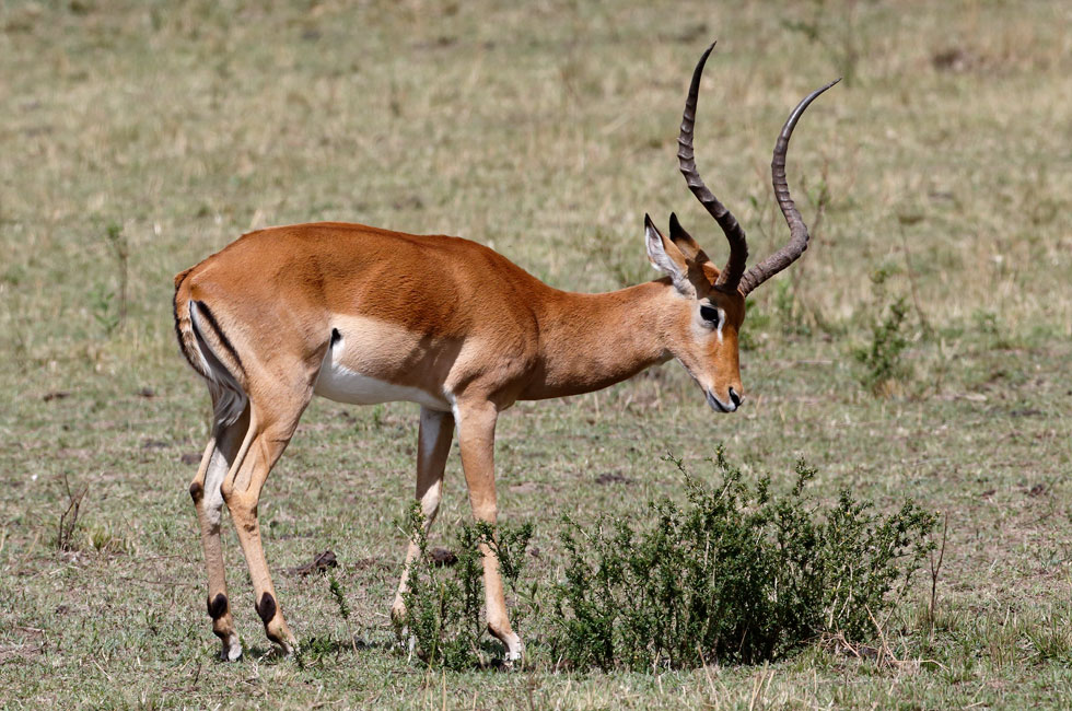 Este antílope dio nombre a una moto española: la Montesa Impala